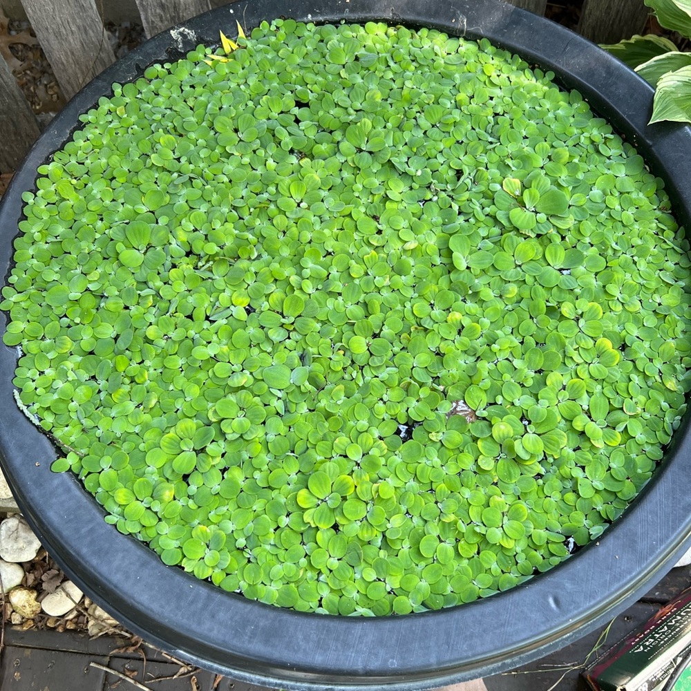 Live Aquarium Plant 15+ Dwarf  Water Lettuce Get 15+ Free Floating Plant.